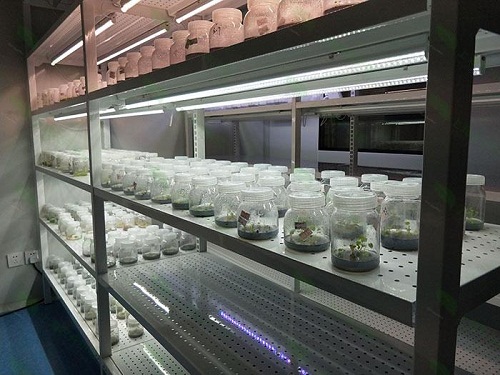 曲阜植物组织培养实验室设计建设方案